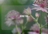 绯樱刀影