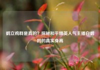 鹤立鸡群是真的？探秘和平精英人气主播白鹤哟的真实身高