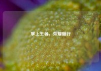 掌上王者，荣耀随行