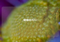 蝴蝶结与M4