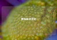 雾海幽灵货轮
