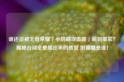 谁还没被王者荣耀「小奶喵攻击波」萌到攥紧?揭秘台词全是撸出来的感觉 附猫猫是谁!